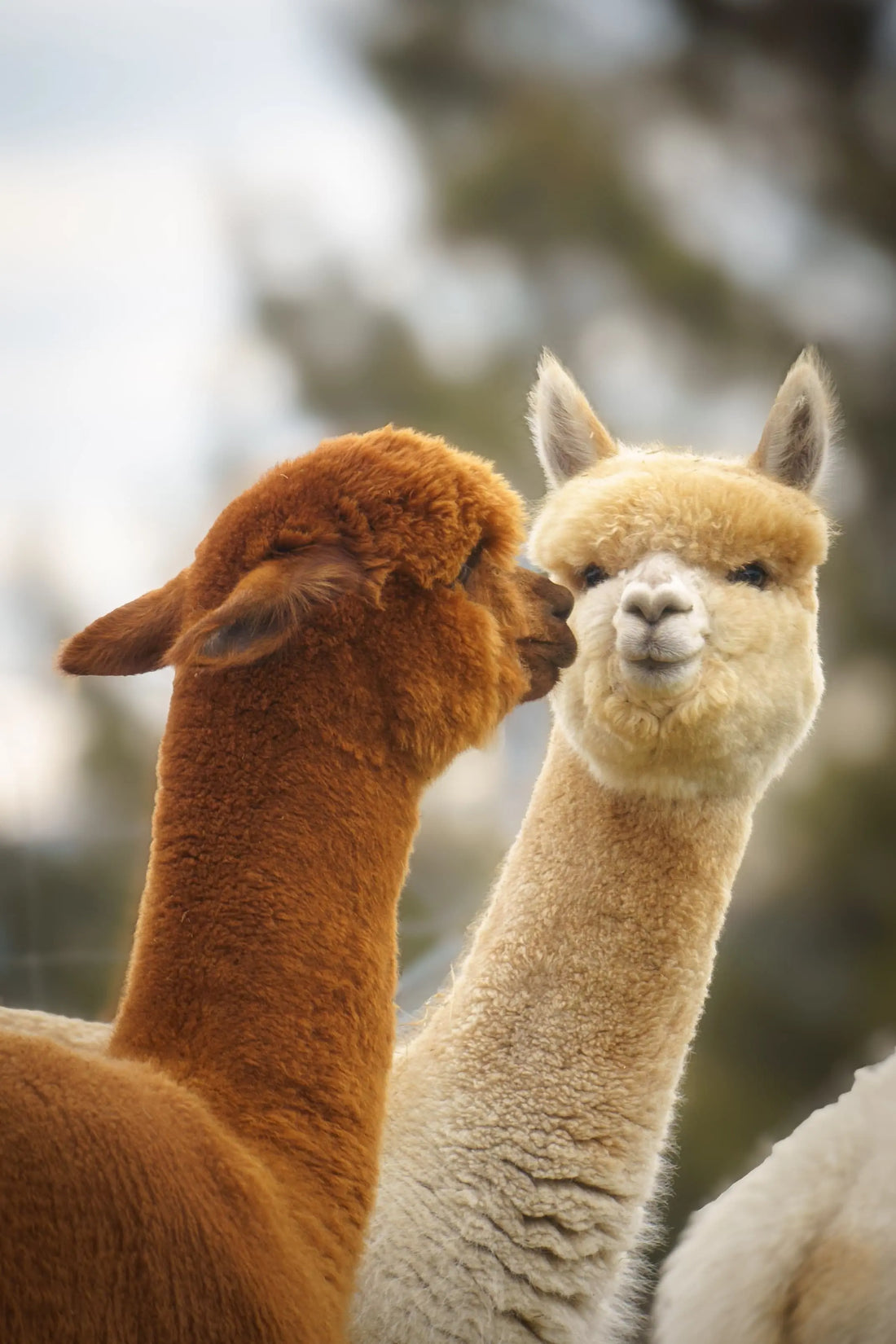 Alpakas und Lamas – was ist eigentlich der Unterschied? - Alpenalpakas