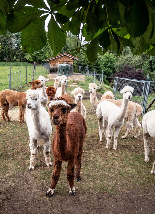 Alpakawolle-Vorteile-im-Vergleich-zu-Schafswolle-und-Kaschmir Alpenalpakas