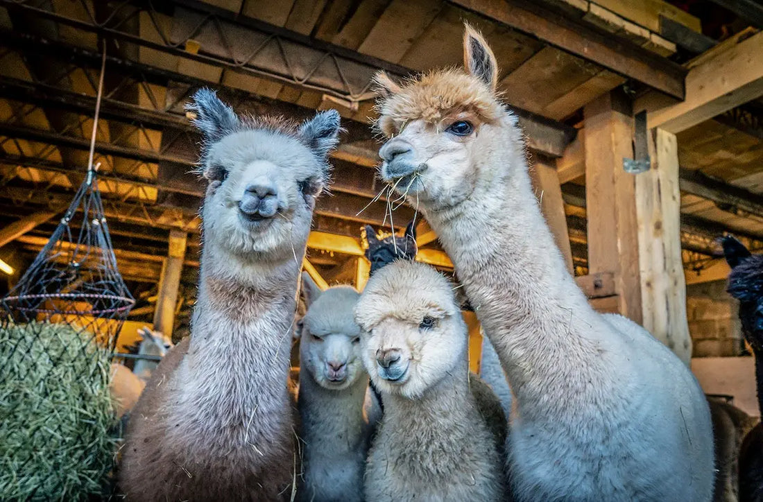 🦙 30 Fakten über Alpakas, die du noch nicht kennst - Alpenalpakas