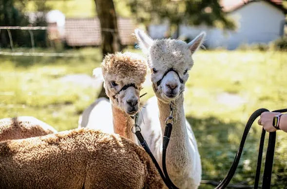Alpaka Wanderungen bei uns das ganze Jahr über ! - Alpenalpakas