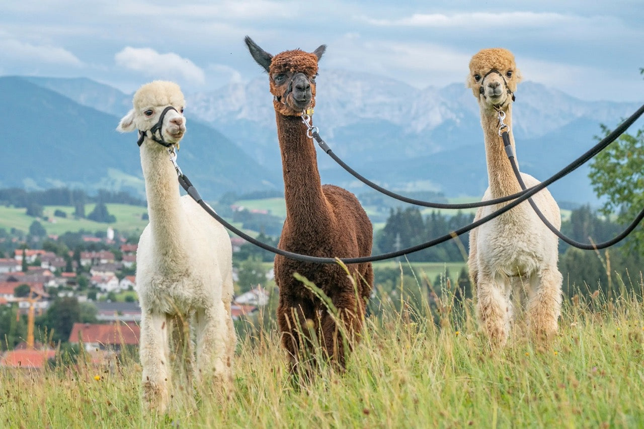 Unsere Alpakas bei einer Wanderung mit wunderschöner Aussicht auf die Berge