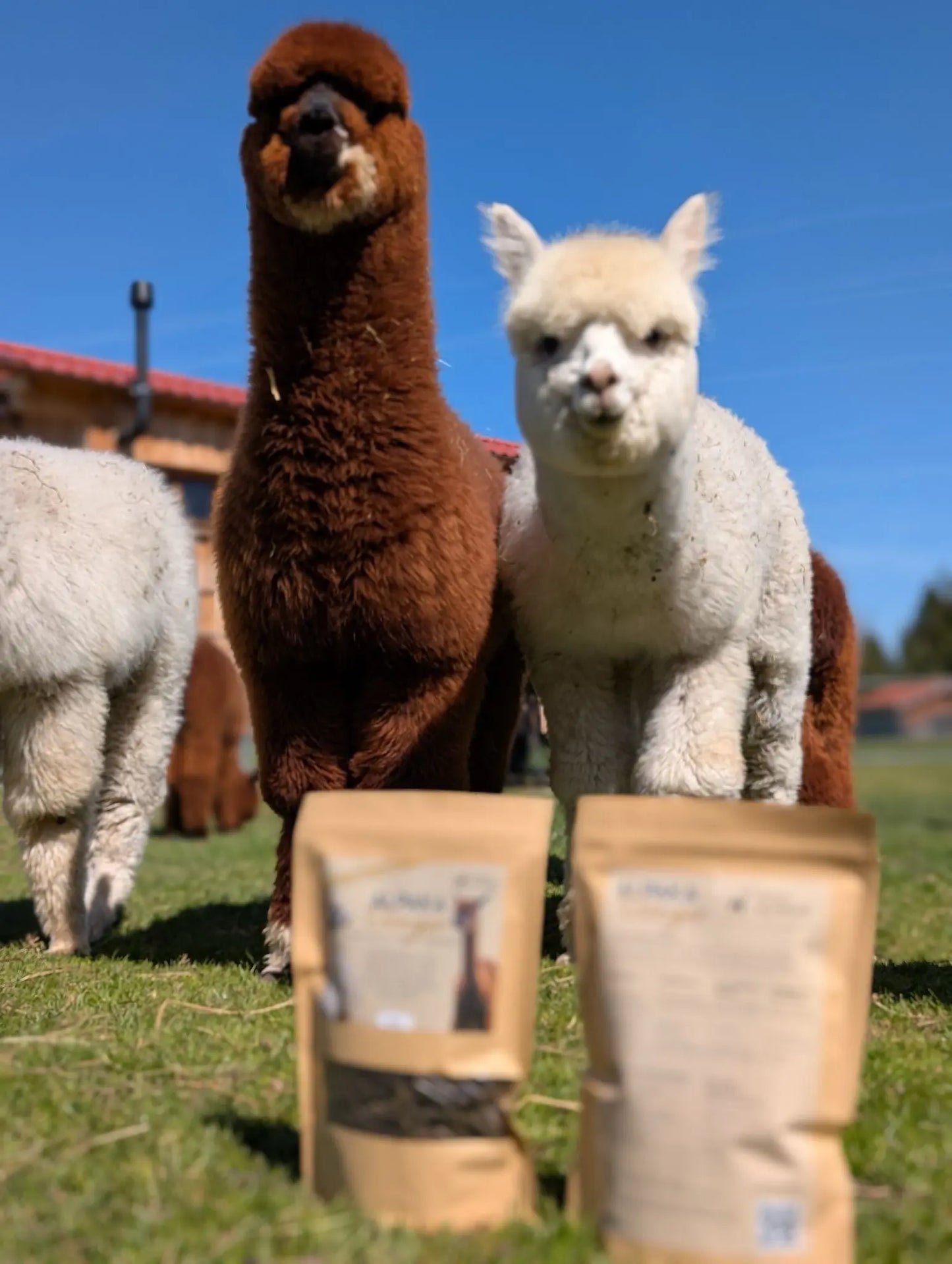 Alpaka Naturdünger Mein Shop