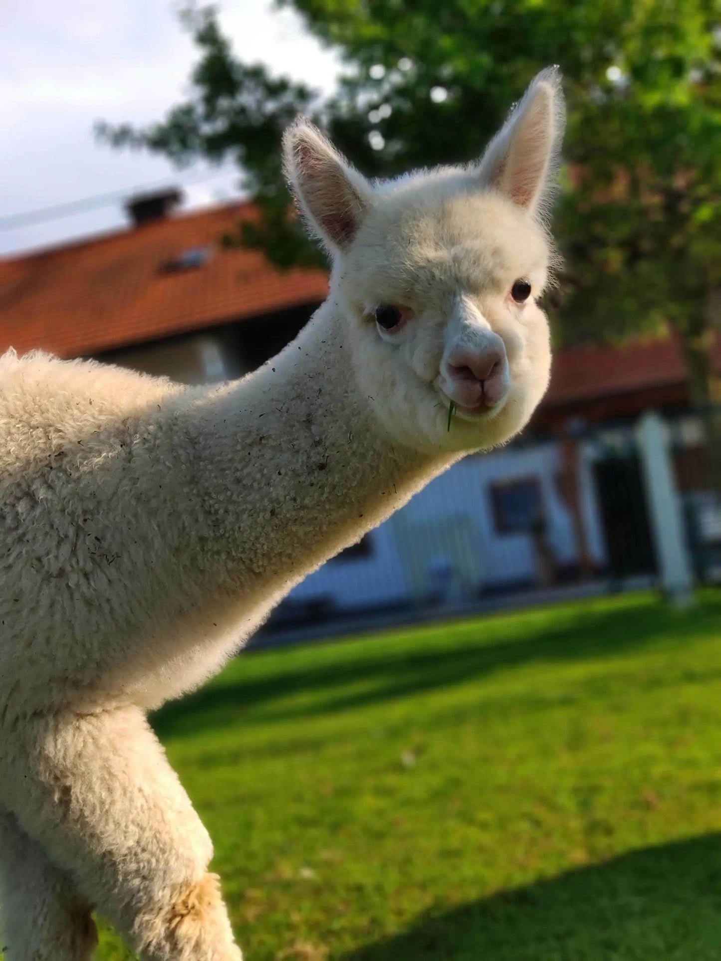 Alpaka Premium Bettdecke Mein Shop