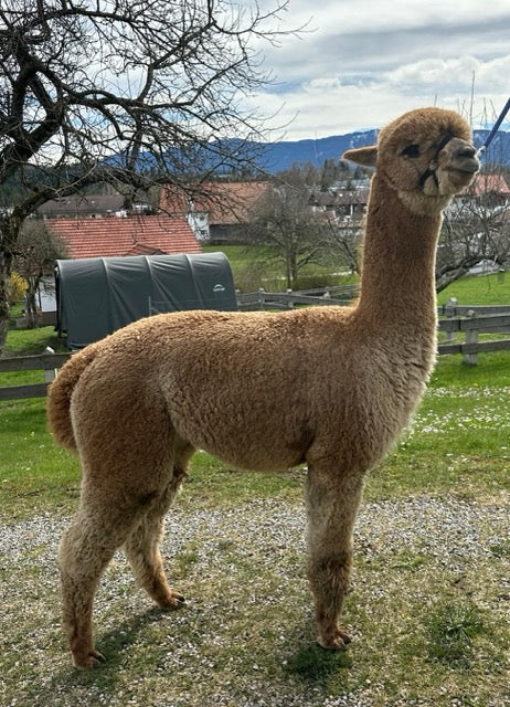Unser Alpaka Macan Deckhengst in Allgäu
