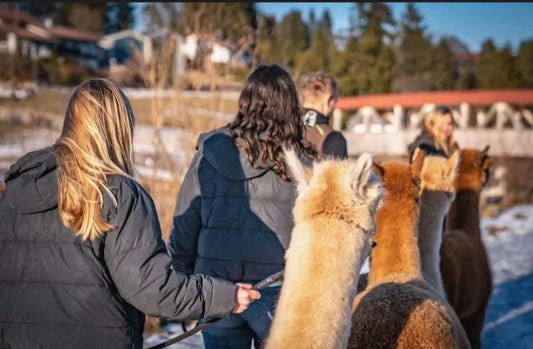 Eine einzigartige Alpaka Wanderung für die ganze Familie
