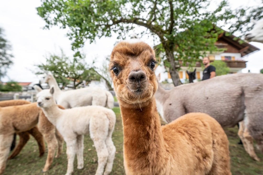 Warum-die-Alpaka-Wanderung-buchen-lohnt-Persönliche-Erfahrungen-und-Tipps Alpenalpakas