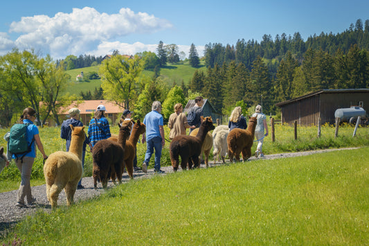 So sieht ein perfekter Tag bei den Alpenalpakas aus