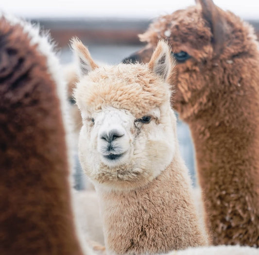 Alpakas und Lamas – was ist eigentlich der Unterschied?