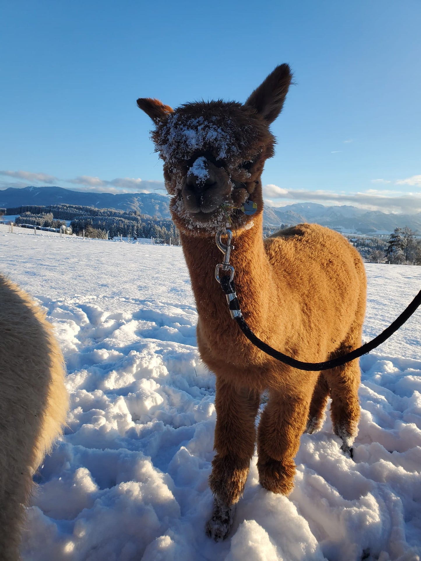 Alpaka Wanderung 2h + Picknick