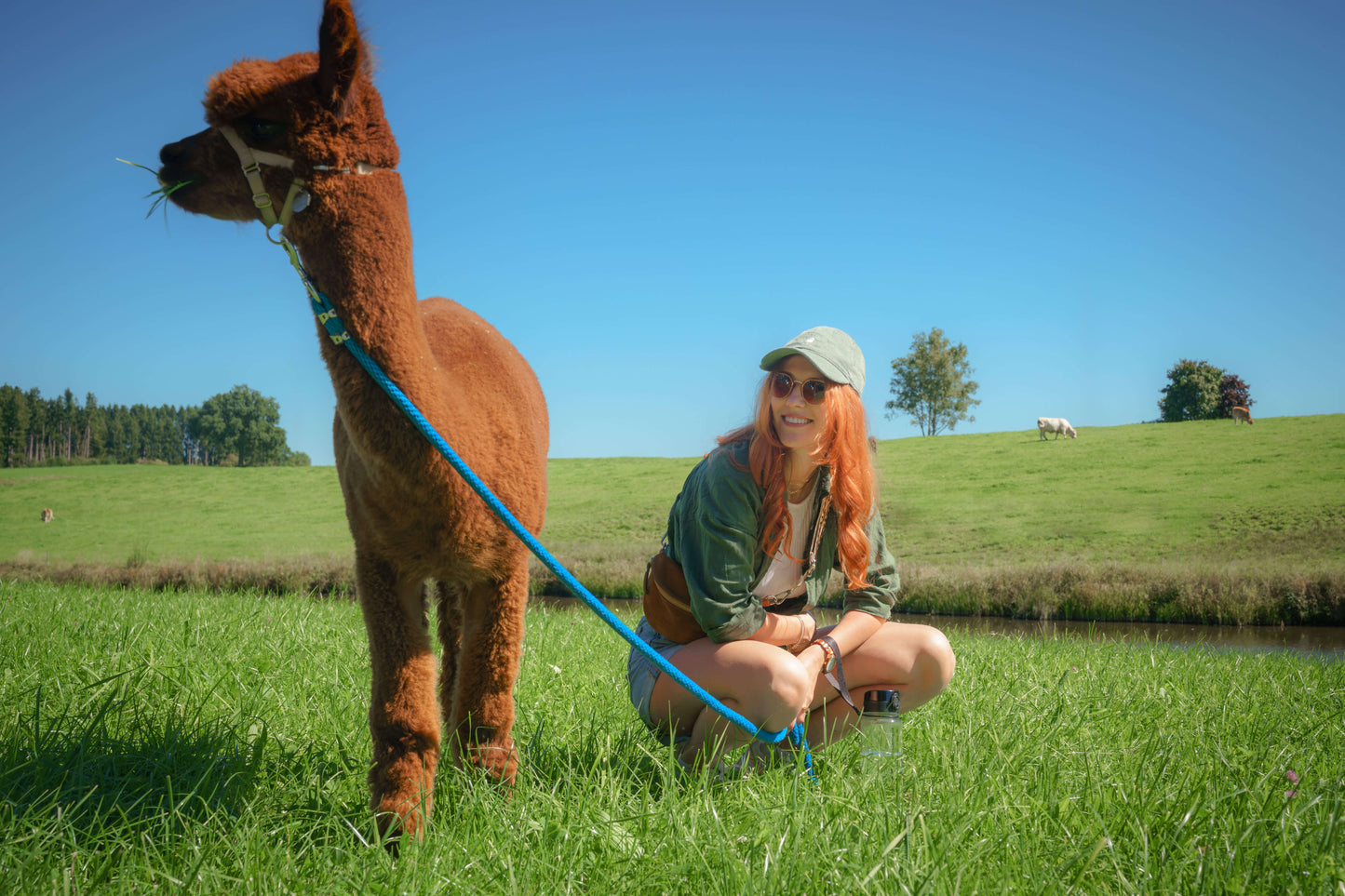 Alpaka Wanderung (2 Stunden) mit Picknick
