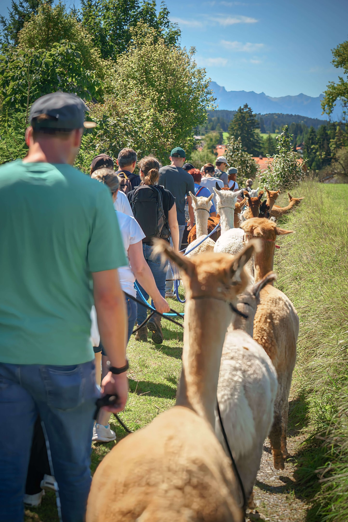 Alpaka Wanderung (2 Stunden) mit Picknick