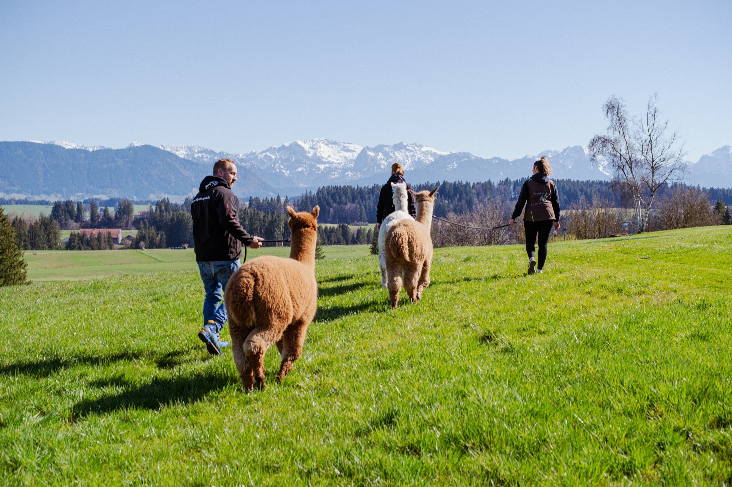 Jährliche Alpaka Patenschaft für die Jungs Alpenalpakas