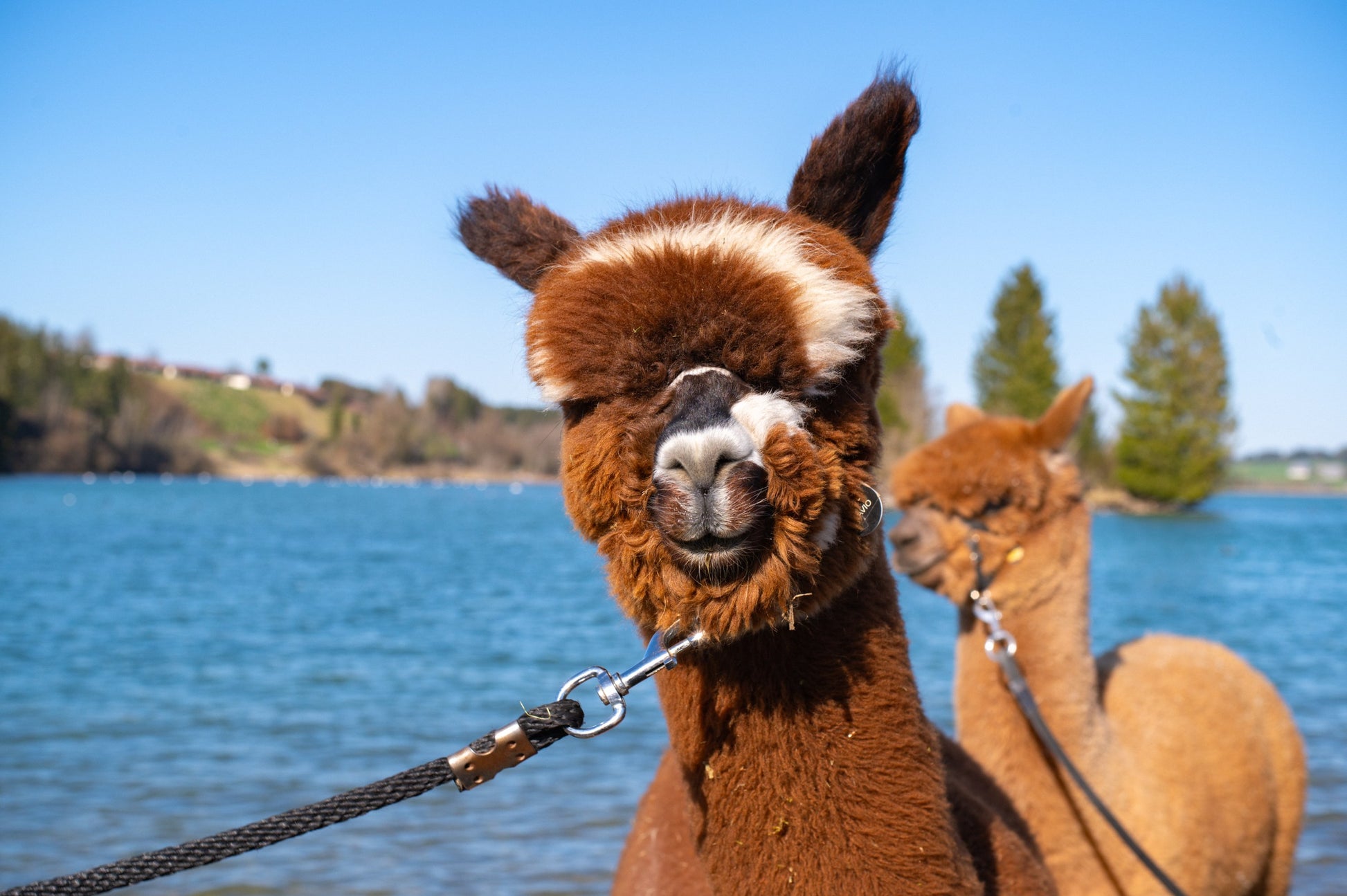 Alpakas bei einer Schnupperwanderung am Lechbrucker See