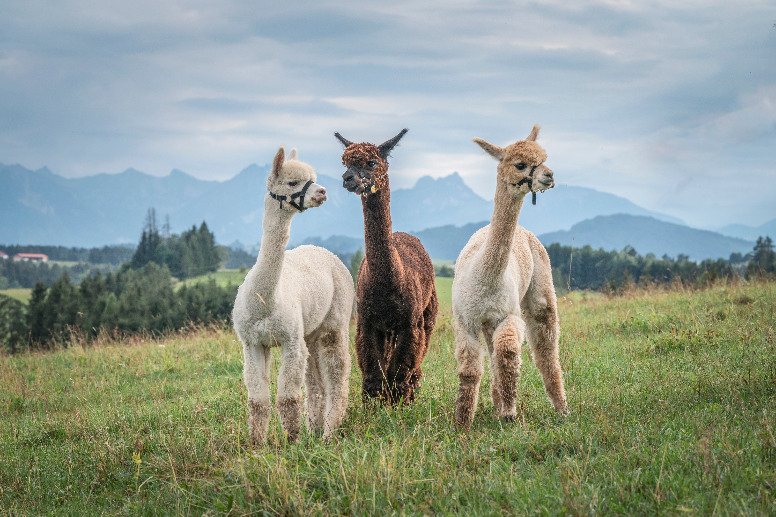 Geschenk Gutschein für eine Alpakawanderung - Versand per Post Alpenalpakas