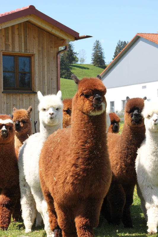 Alpaka Wanderung mit Jungtieren 1,5h Alpenalpakas