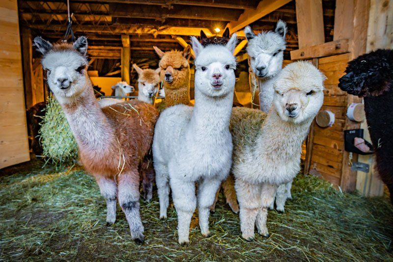 Alpaka Wanderung 2h + Picknick